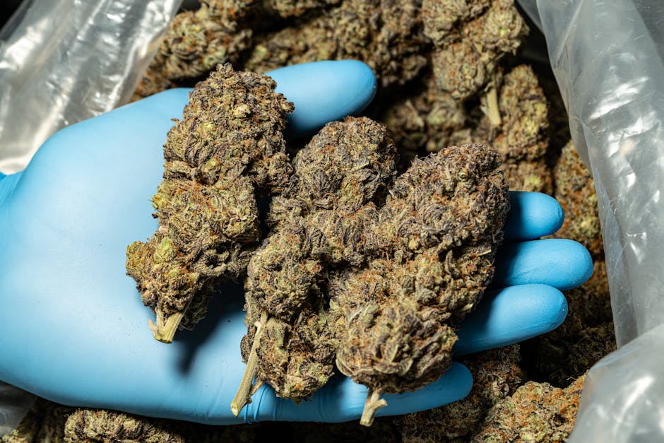Welcome to the premier destination for high‑quality THC vapes and cannabis products in Prague
