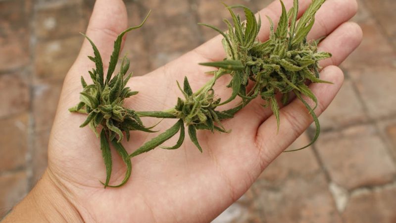 Premium Czech Cannabis Boutique – Online Shop for THC‑Rich Joints, Edibles, and Hemp Products in Prague
