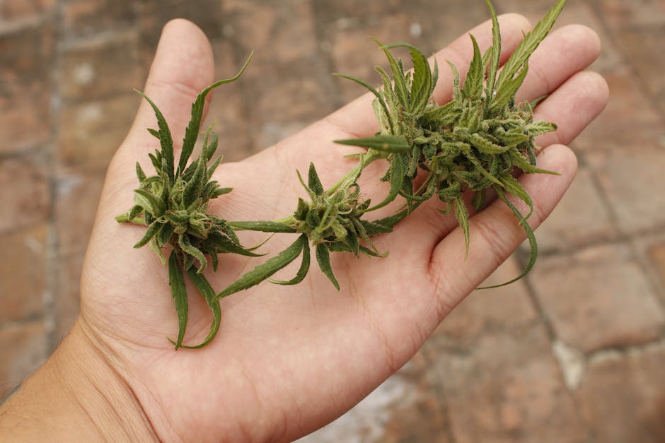 Premium Czech Cannabis Boutique – Online Shop for THC‑Rich Joints, Edibles, and Hemp Products in Prague