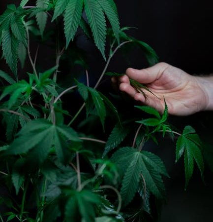 Prague Thriving THC Vape Market