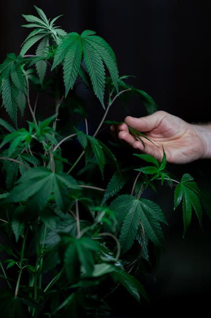 Prague Thriving THC Vape Market