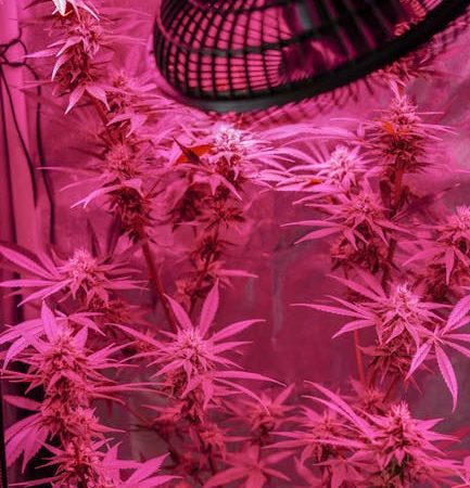 Welcome to your one‑stop destination for high‑quality hemp, cannabis, CBD, and THC products in the Czech Republic