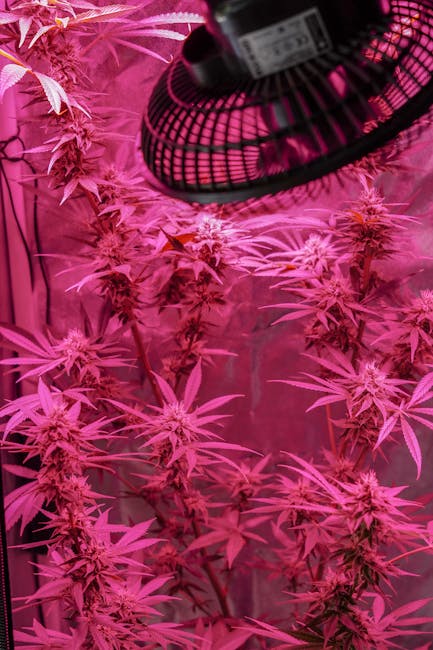 Welcome to your one‑stop destination for high‑quality hemp, cannabis, CBD, and THC products in the Czech Republic