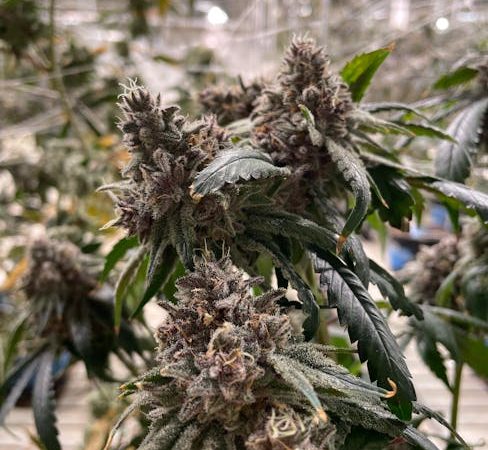 Prague has become a hotspot for cannabis enthusiasts