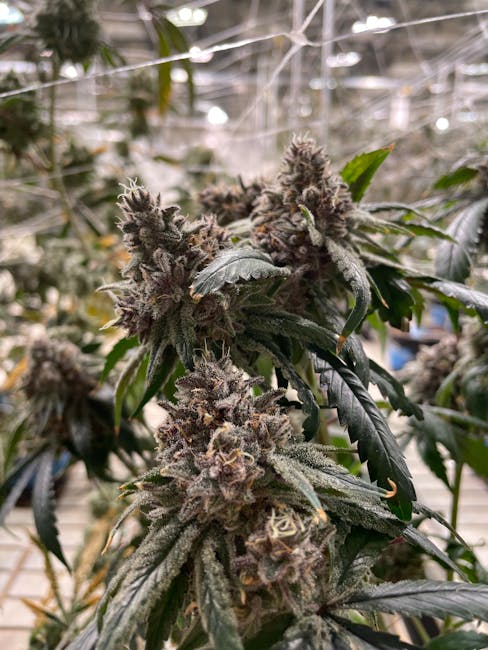 Prague has become a hotspot for cannabis enthusiasts