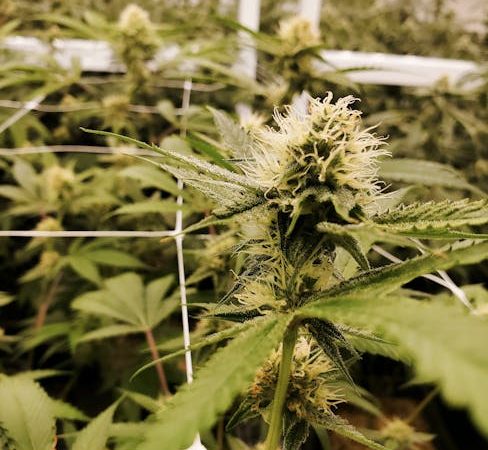 Prague Online Cannabis Shop – THC Chocolate Delivery