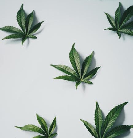 Prague cannabis shop offers THC chocolate