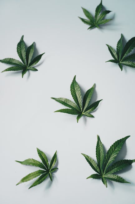 Prague cannabis shop offers THC chocolate
