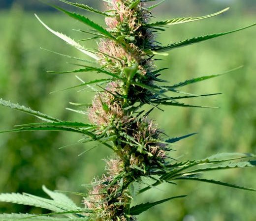 Hemp Shop Prague: Your One-Stop Destination for Hemp Seeds, Oil, and Accessories
