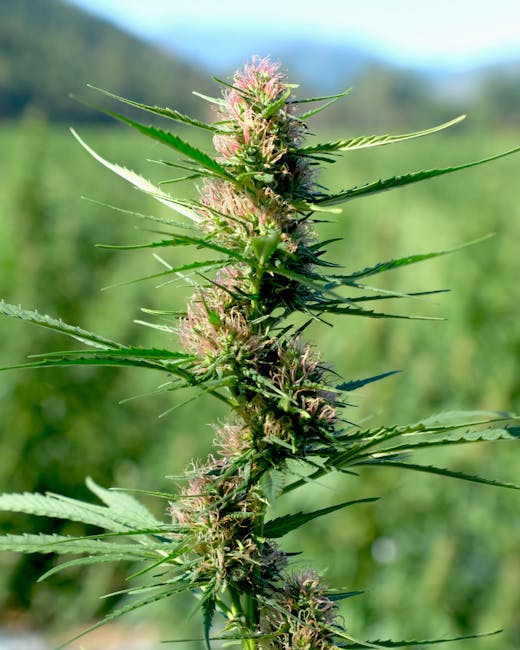 Hemp Shop Prague: Your One-Stop Destination for Hemp Seeds, Oil, and Accessories