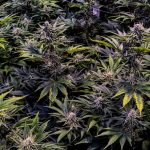 Looking for a reliable, discreet, and round‑the‑clock service to buy THC vape cartridges, vape pods, or other cannabis products in Prague? img-1195.jpg
