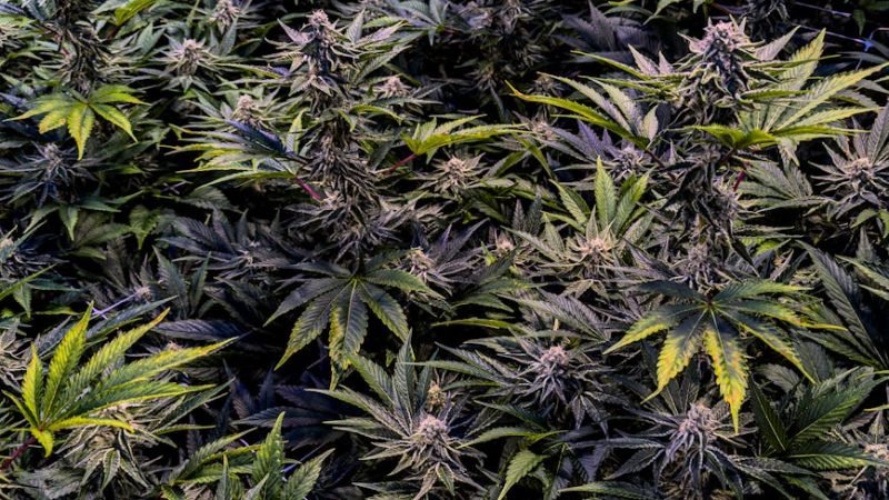 Looking for a reliable, discreet, and round‑the‑clock service to buy THC vape cartridges, vape pods, or other cannabis products in Prague?