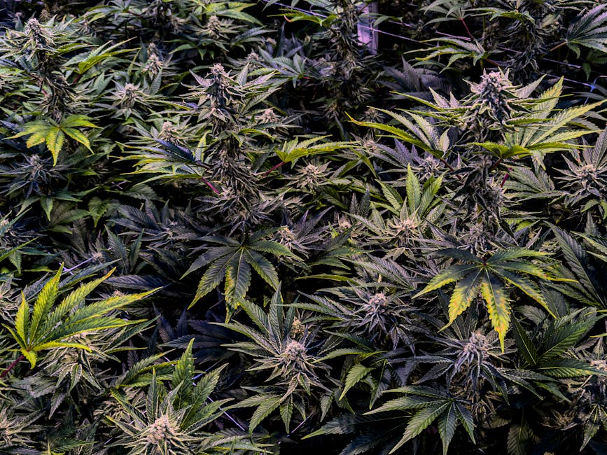 Looking for a reliable, discreet, and round‑the‑clock service to buy THC vape cartridges, vape pods, or other cannabis products in Prague?
