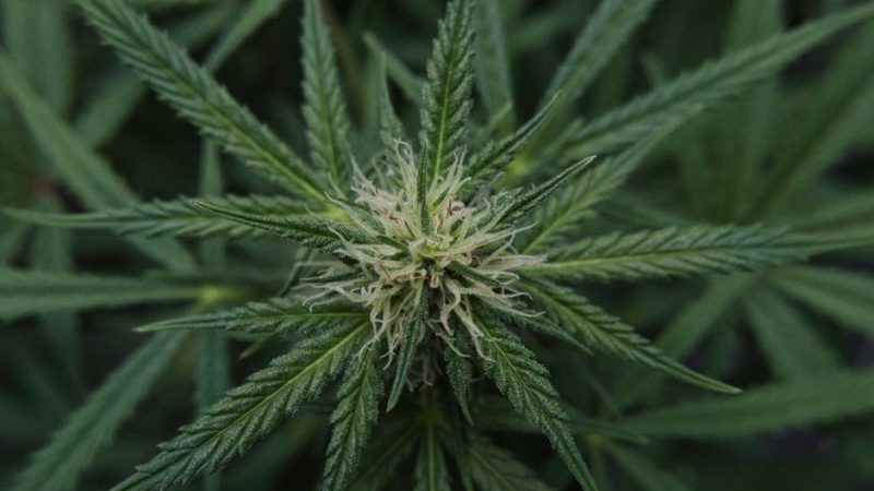 Welcome to your ultimate guide to THC vaping in the heart of Europe