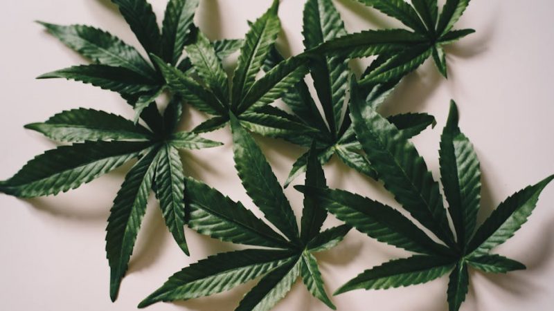 Cannabis Delivery Prague 24 7 Discreet THC Delivery Service