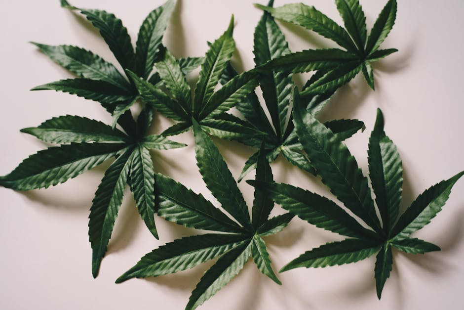 Cannabis Delivery Prague 24 7 Discreet THC Delivery Service