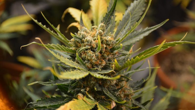 Looking for the best THC chocolate in Prague? Our online cannabis shop offers a curated selection of premium cannabis edibles