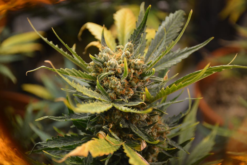 Looking for the best THC chocolate in Prague? Our online cannabis shop offers a curated selection of premium cannabis edibles