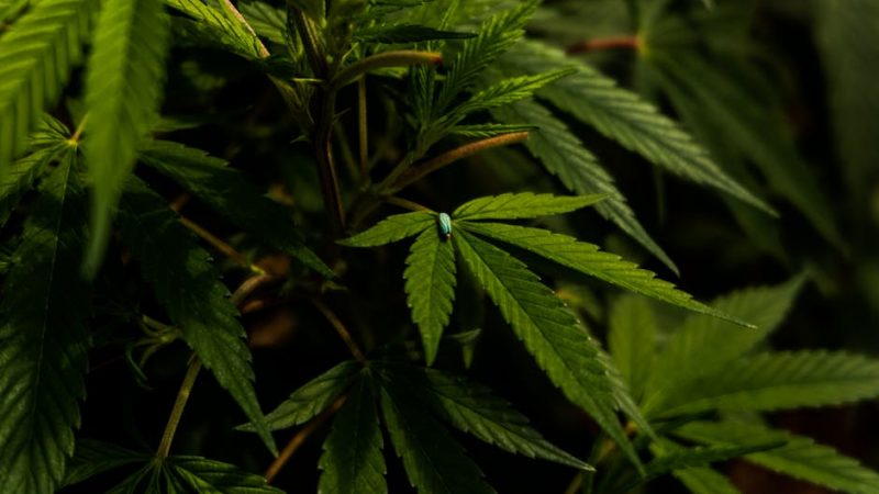 Welcome to the premier Prague THC vape dispensary that brings the best of the Prague cannabis market right to your doorstep
