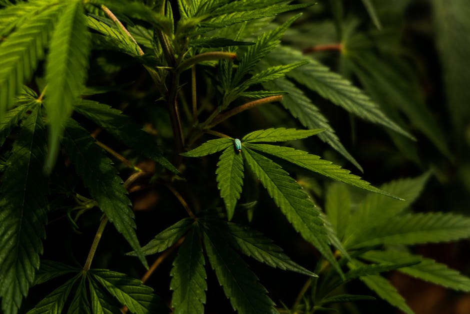 Welcome to the premier Prague THC vape dispensary that brings the best of the Prague cannabis market right to your doorstep