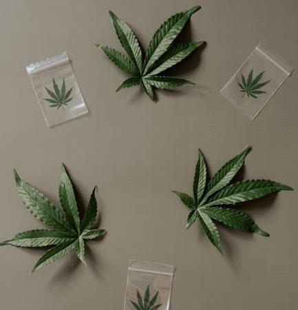 Buy THC Vapes in Prague