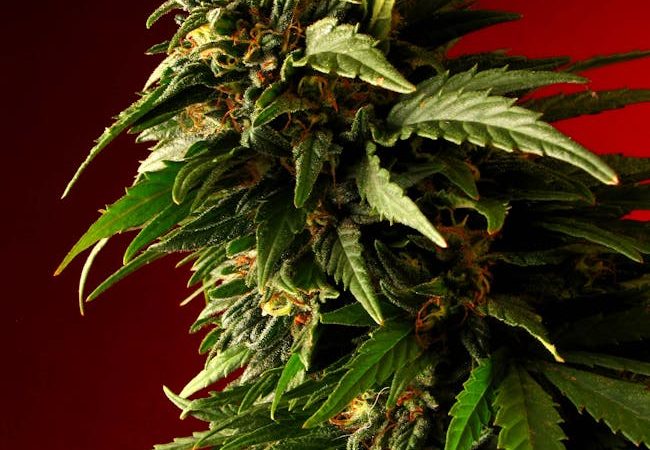 Online Weed Shop Prague