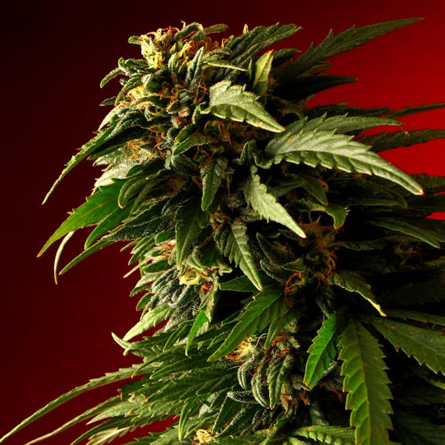 Online Weed Shop Prague