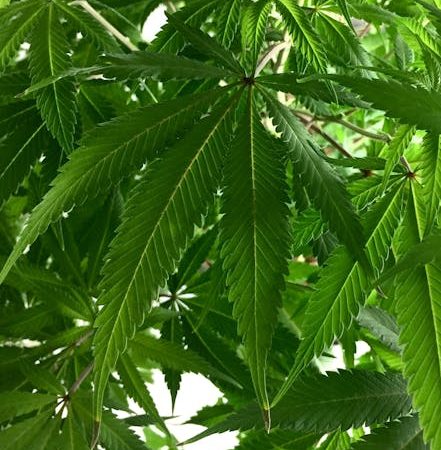 Prague’s Growing Cannabis Scene