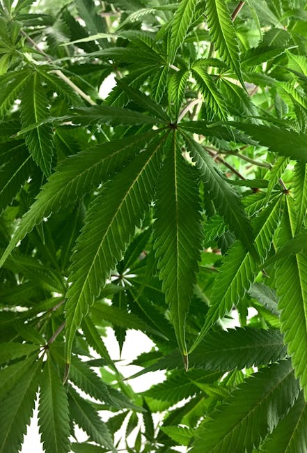 Prague’s Growing Cannabis Scene