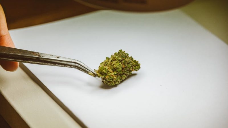 Prague Weed Delivery Service