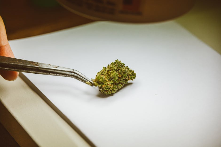Prague Weed Delivery Service