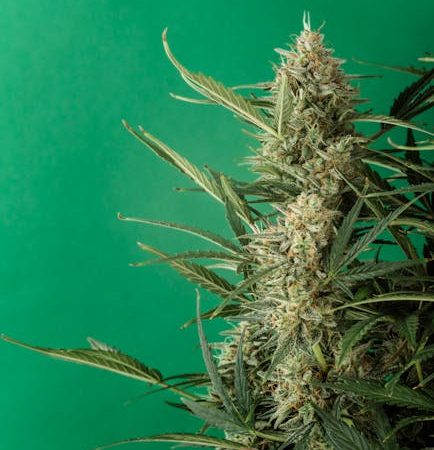 Premium Cannabis Boutique Prague