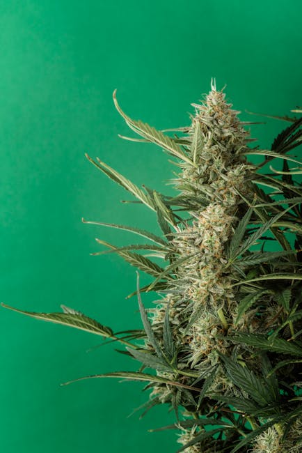 Premium Cannabis Boutique Prague