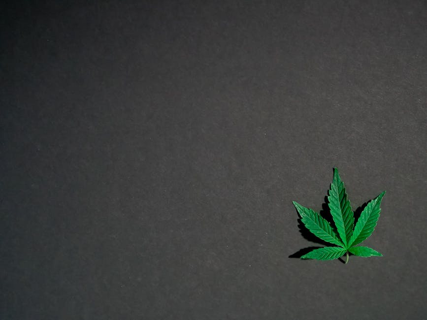 Welcome to the heart of Prague’s cannabis scene – a boutique dispensary tucked into the cobblestone lanes of Old Town