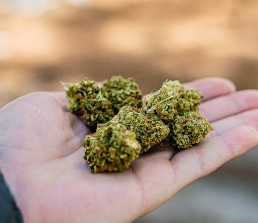 Prague weed delivery