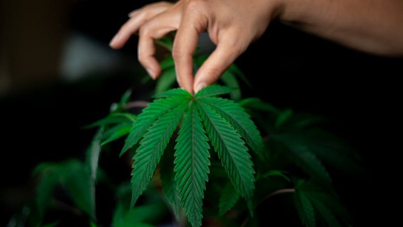 Premier Online Cannabis Shop Prague