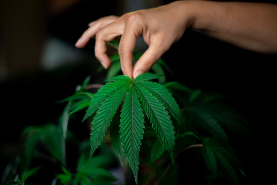 Premier Online Cannabis Shop Prague