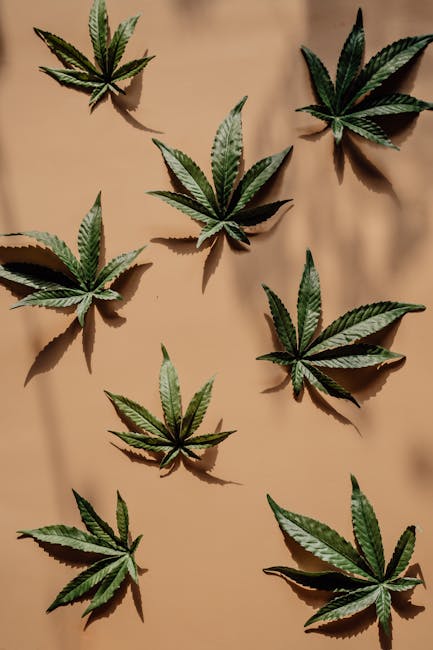 Prague THC Joint Scene Top Strains and Where to Buy