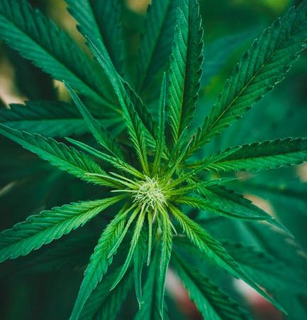 Welcome to the premier destination for all things cannabis vaping in the heart of the Czech Republic