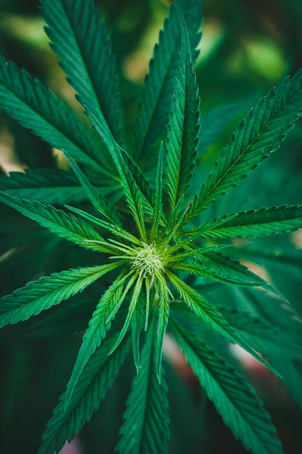 Welcome to the premier destination for all things cannabis vaping in the heart of the Czech Republic
