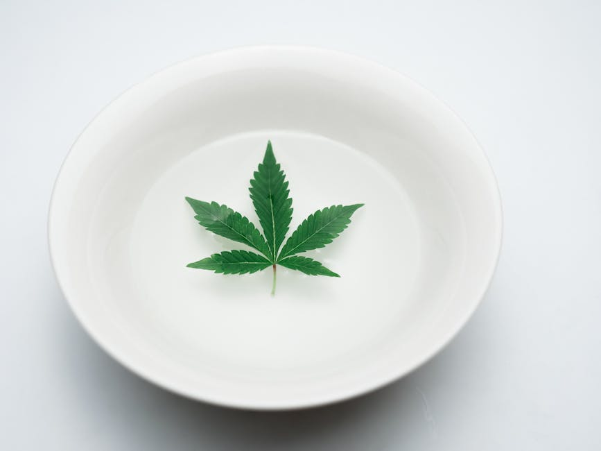 Looking for the finest THC joints in the heart of Prague?
