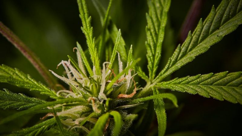 Prague is quickly becoming a hotspot for cannabis enthusiasts