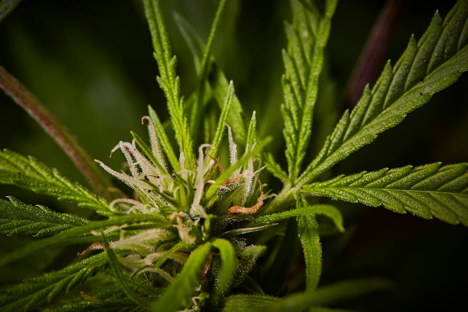 Prague is quickly becoming a hotspot for cannabis enthusiasts