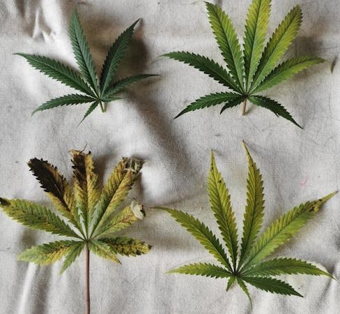 Welcome to the premier destination for high‑quality THC vapes, cannabis vapes, and hemp‑based products in Prague’s historic New Town