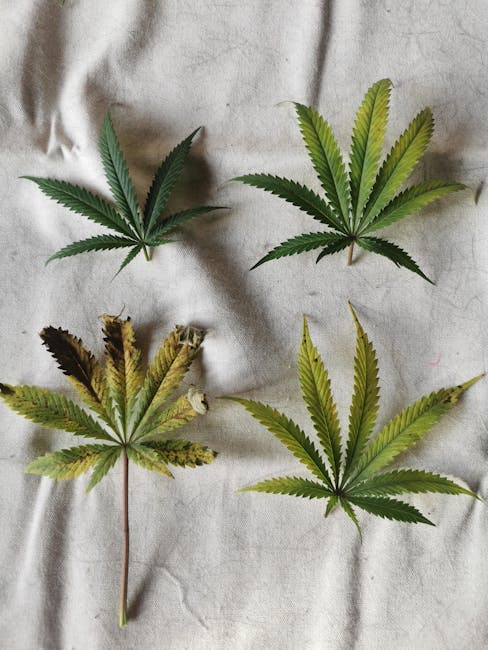 Welcome to the premier destination for high‑quality THC vapes, cannabis vapes, and hemp‑based products in Prague’s historic New Town