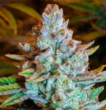 Cannabis Dispensary in Prague