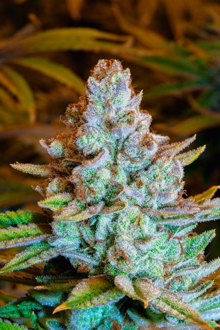 Cannabis Dispensary in Prague