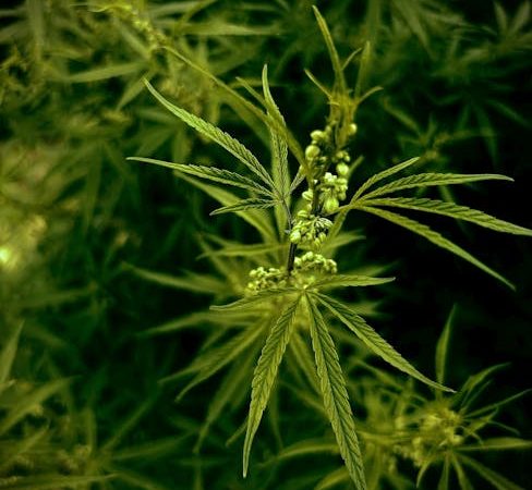 Prague is quickly becoming one of Europe’s most vibrant cannabis hubs.