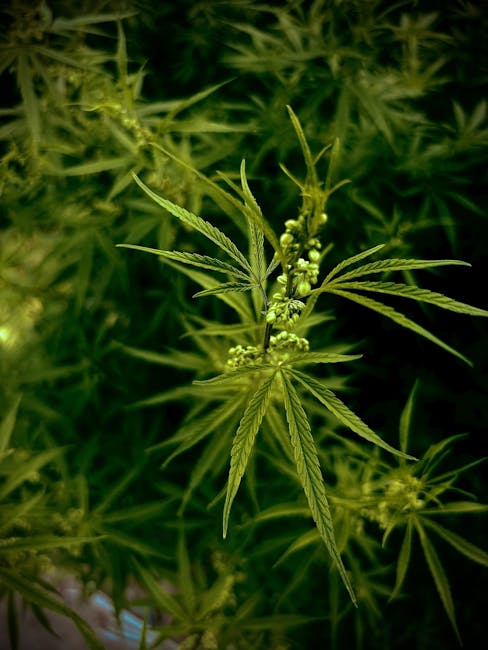 Prague is quickly becoming one of Europe’s most vibrant cannabis hubs.