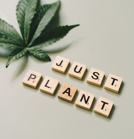 Hemp Shop Prague – The Most Trusted Hemp Store in New Town